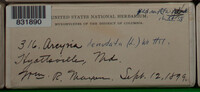 Arcyria denudata image